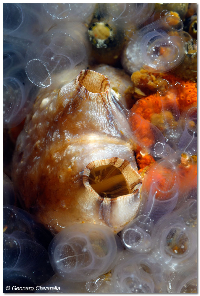 Styela plicata